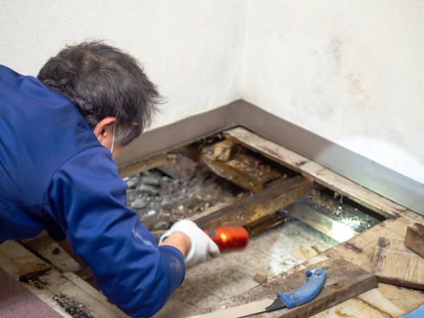 Best DIY Mold Remediation Support Services in Jnstown, OH