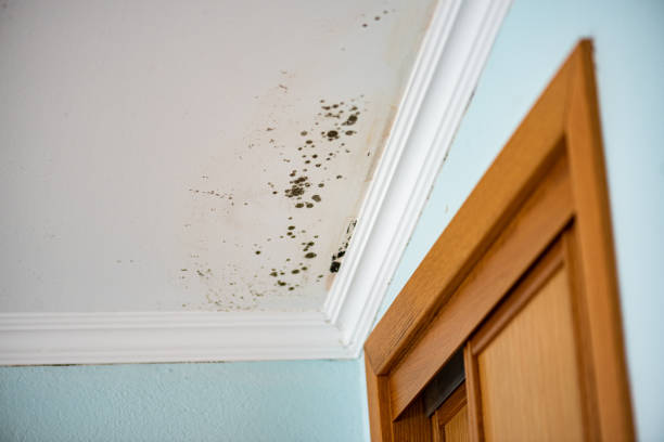 Best Black Mold Remediation in Jnstown, OH