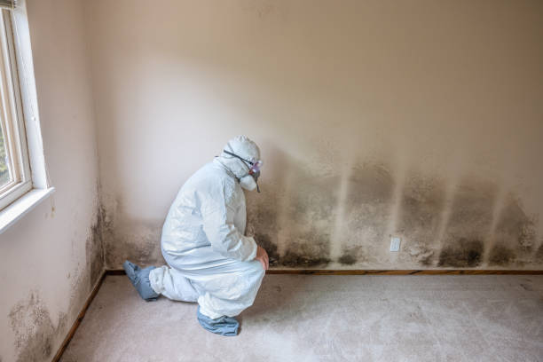 Best Basement Mold Remediation in Jnstown, OH