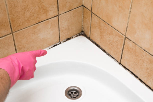 Best White Mold Remediation in Jnstown, OH